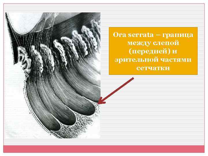 Ora serrata – граница между слепой (передней) и зрительной частями сетчатки 