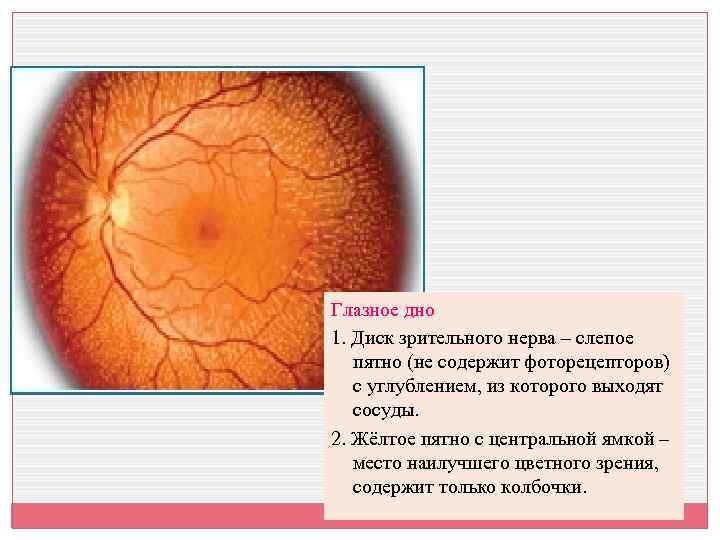 Глазное дно 1. Диск зрительного нерва – слепое пятно (не содержит фоторецепторов) с углублением,