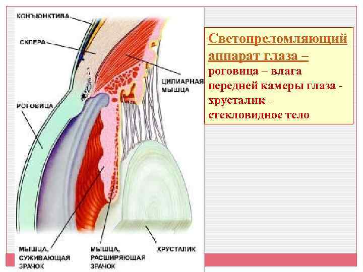 Светопреломляющий аппарат глаза – роговица – влага передней камеры глаза хрусталик – стекловидное тело