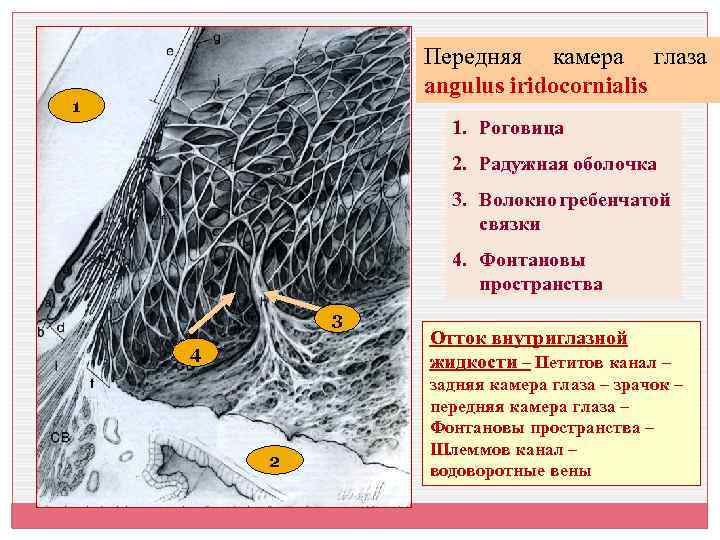 Передняя камера глаза angulus iridocornialis 1 1. Роговица 2. Радужная оболочка 3. Волокно гребенчатой