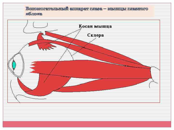 Вспомогательный аппарат глаза – мышцы глазного яблока 