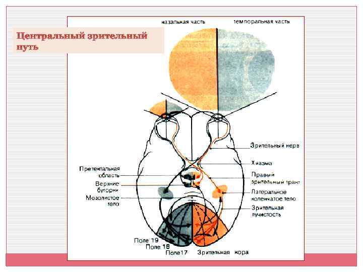 Блок схема зрительного анализатора