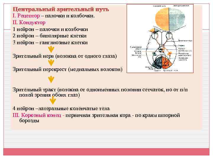 Центральный зрительный путь I. Рецептор – палочки и колбочки. II. Кондуктор 1 нейрон –