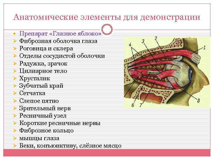 Анатомические элементы для демонстрации Ø Ø Ø Ø Препарат «Глазное яблоко» Фиброзная оболочка глаза