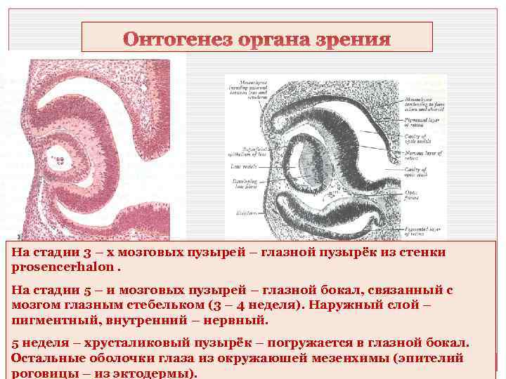 Онтогенез органа зрения На стадии 3 – х мозговых пузырей – глазной пузырёк из