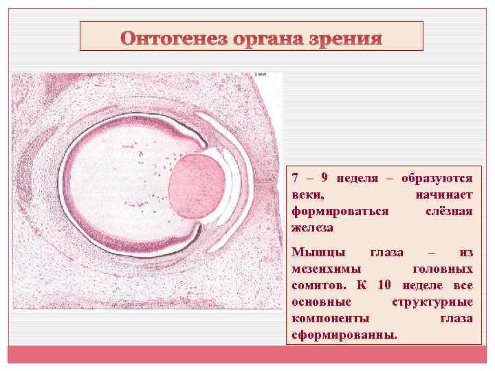 Онтогенез органа зрения 7 – 9 неделя – образуются веки, начинает формироваться слёзная железа