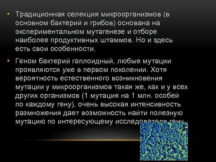  • Традиционная селекция микроорганизмов (в основном бактерий и грибов) основана на экспериментальном мутагенезе