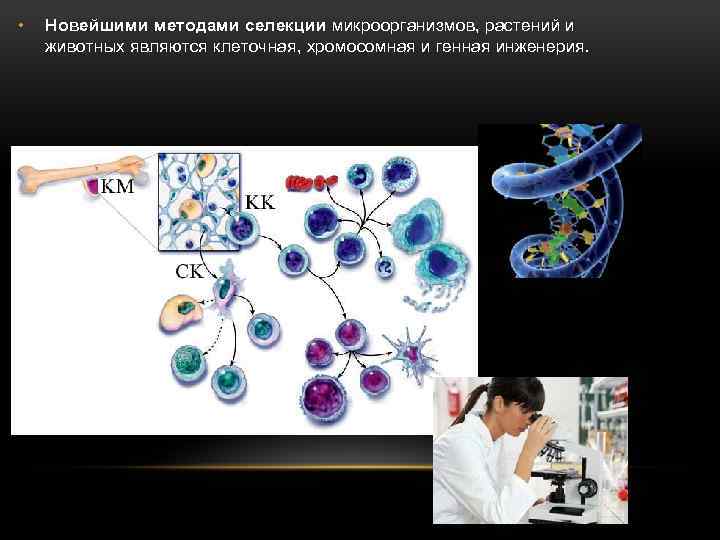  • Новейшими методами селекции микроорганизмов, растений и животных являются клеточная, хромосомная и генная