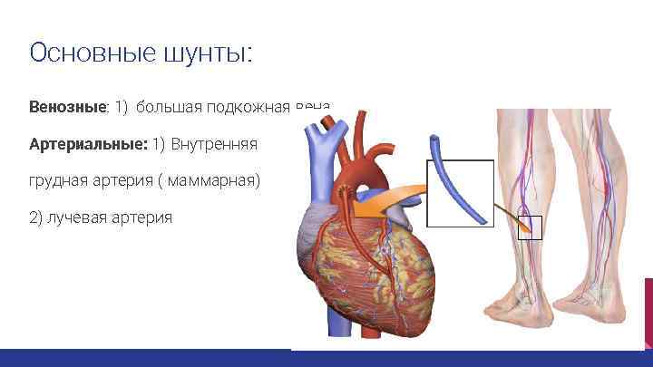 Основные шунты: Венозные: 1) большая подкожная вена Артериальные: 1) Внутренняя грудная артерия ( маммарная)