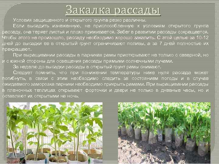 Закалка рассады Условия защищенного и открытого грунта резко различны. Если высадить изнеженную, не приспособленную