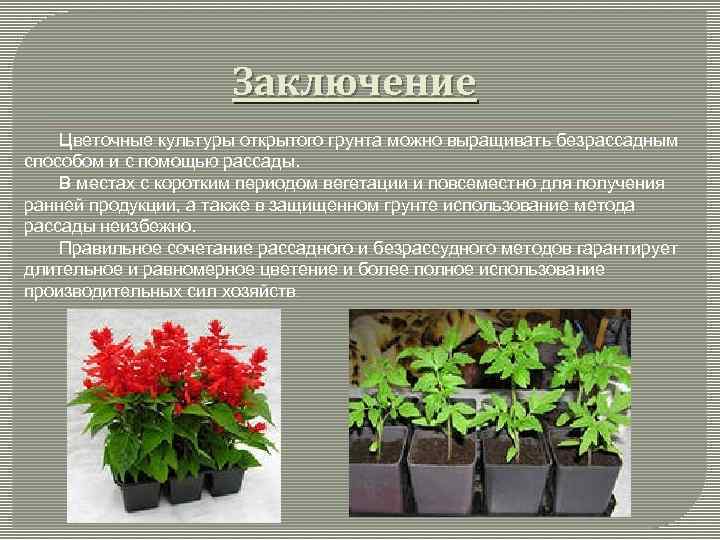 Заключение Цветочные культуры открытого грунта можно выращивать безрассадным способом и с помощью рассады. В
