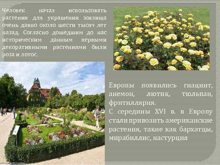 Человек начал использовать растения для украшения жилища очень давно около шести тысяч лет назад.