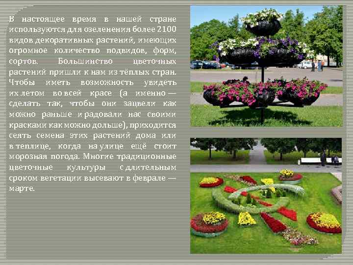 В настоящее время в нашей стране используются для озеленения более 2100 видов декоративных растений,