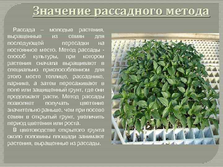 Значение рассадного метода Рассада – молодые растения, выращенные из семян для последующей пересадки на