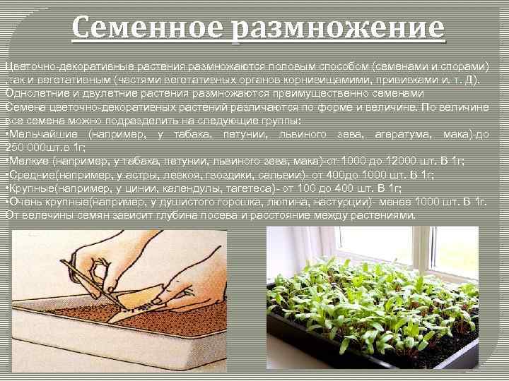 Семенное размножение Цветочно-декоративные растения размножаются половым способом (семенами и спорами) , так и вегетативным