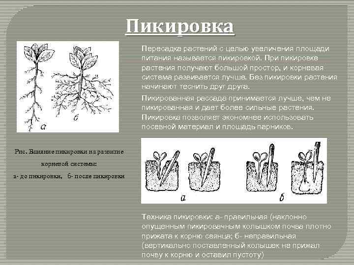 Пикировка Пересадка растений с целью увеличения площади питания называется пикировкой. При пикировке растения получают