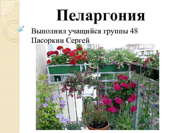 Пеларгония Выполнил учащийся группы 48 Пасоркин Сергей 