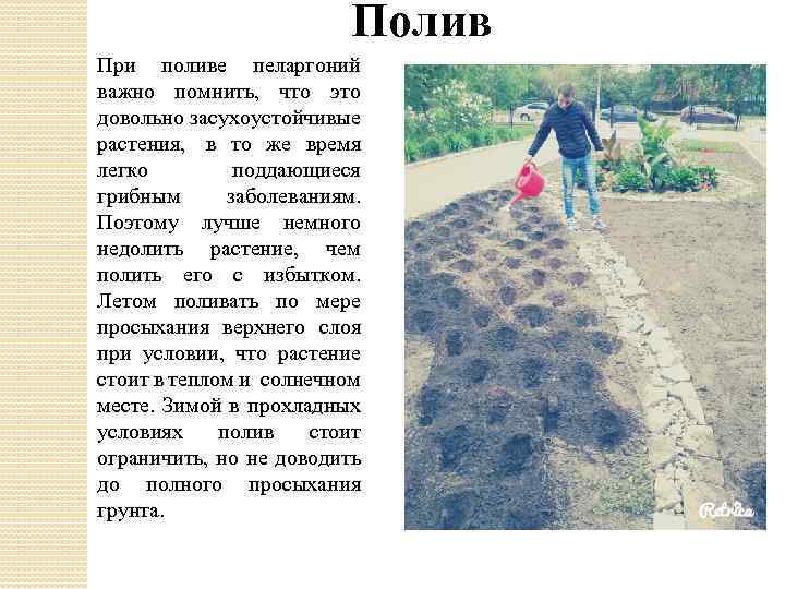 Полив При поливе пеларгоний важно помнить, что это довольно засухоустойчивые растения, в то же