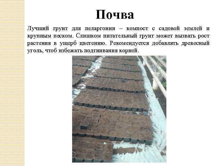 Почва Лучший грунт для пеларгонии – компост с садовой землей и крупным песком. Слишком