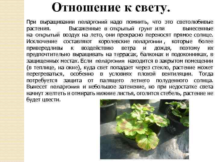 Отношение к свету. При выращивании пеларгоний надо помнить, что это светолюбивые растения. Высаженные в
