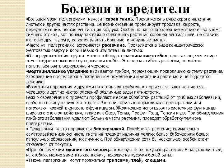 Болезни и вредители • Большой урон пеларгониям наносит серая гниль. Проявляется в виде серого