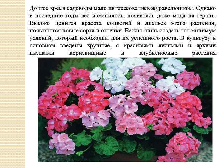 Долгое время садоводы мало интересовались журавельником. Однако в последние годы вес изменилось, появилась даже