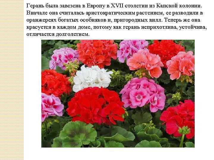 Герань была завезена в Европу в XVII столетии из Капской колонии. Вначале она считалась