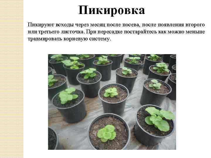 Пикировка Пикируют всходы через месяц после посева, после появления второго или третьего листочка. При