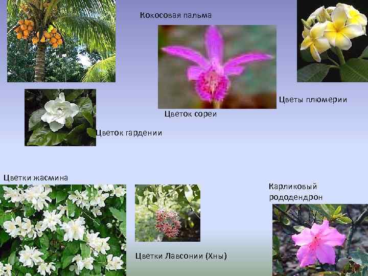 Кокосовая пальма Цветы плюмерии Цветок сореи Цветок гардении Цветки жасмина Карликовый рододендрон Цветки