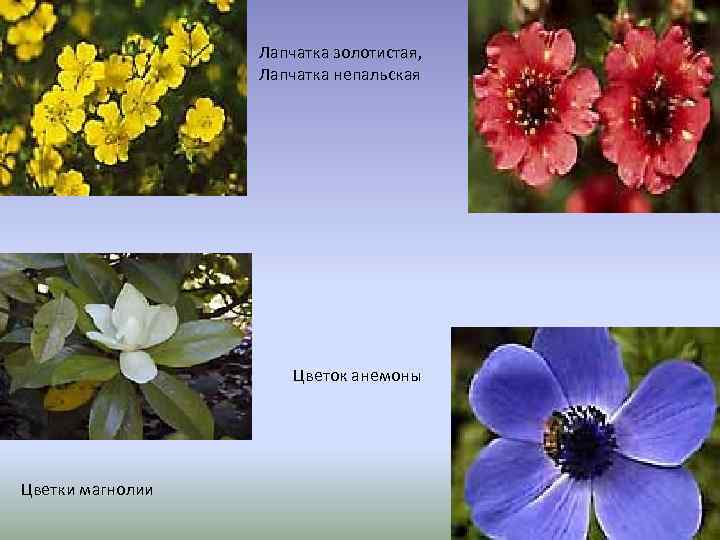 Лапчатка золотистая, Лапчатка непальская Цветок анемоны Цветки магнолии 