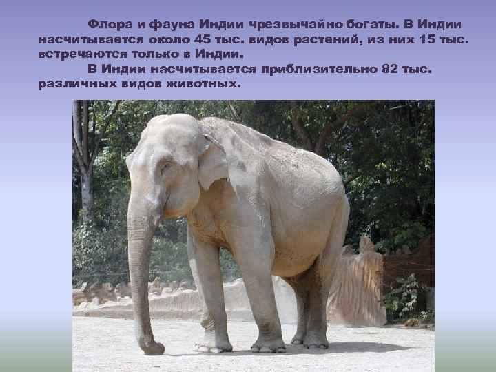 Флора и фауна Индии чрезвычайно богаты. В Индии насчитывается около 45 тыс. видов растений,