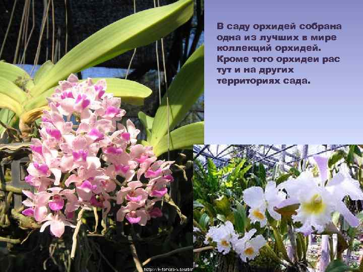 В саду орхидей собрана одна из лучших в мире коллекций орхидей. Кроме того орхидеи