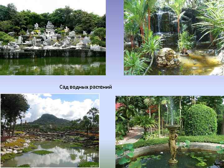 Сад водных растений 