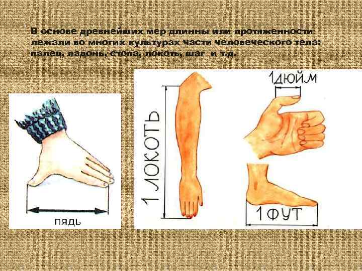 В основе древнейших мер длинны или протяженности лежали во многих культурах части человеческого тела: