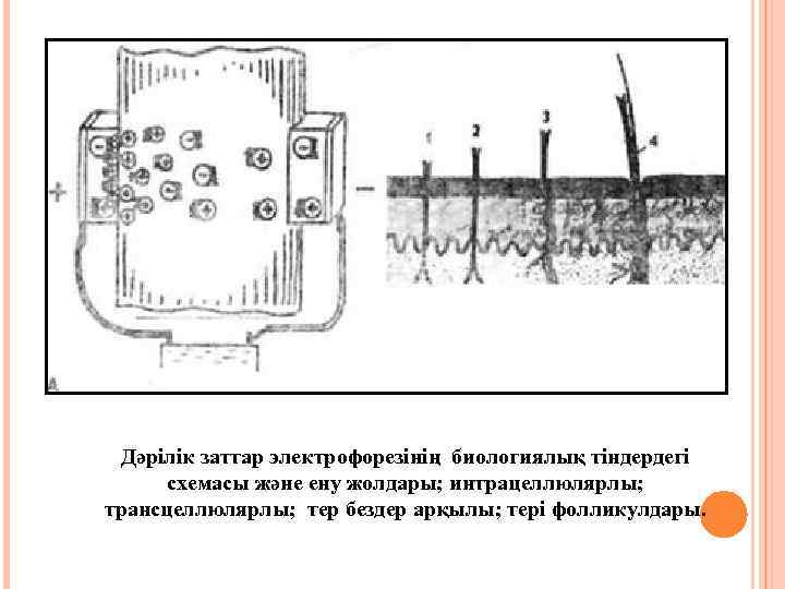 Дәрілік заттар электрофорезінің биологиялық тіндердегі схемасы және ену жолдары; интрацеллюлярлы; трансцеллюлярлы; тер бездер арқылы;