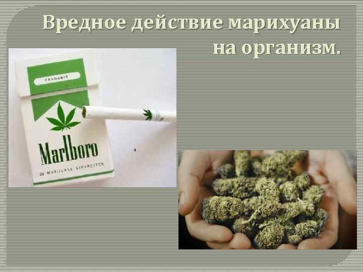 действие марихуаны организм