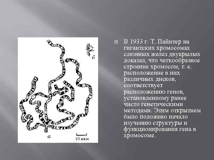  В 1933 г. Т. Пайнтер на гигантских хромосомах слюнных желез двукрылых доказал, что