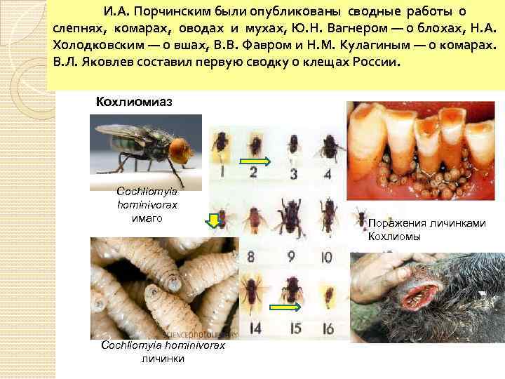 И. А. Порчинским были опубликованы сводные работы о слепнях, комарах, оводах и мухах, Ю.