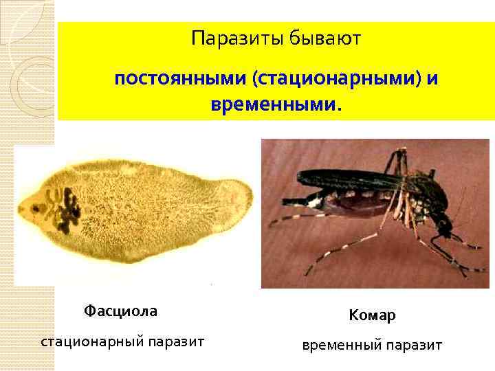 Паразиты бывают постоянными (стационарными) и временными. Фасциола Комар стационарный паразит временный паразит 