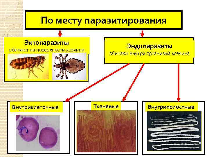 По месту паразитирования Эктопаразиты обитают на поверхности хозяина Внутриклеточные Эндопаразиты обитают внутри организма хозяина