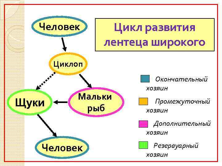 Человек Цикл развития лентеца широкого Циклоп Щуки Мальки рыб Окончательный хозяин Промежуточный хозяин Дополнительный