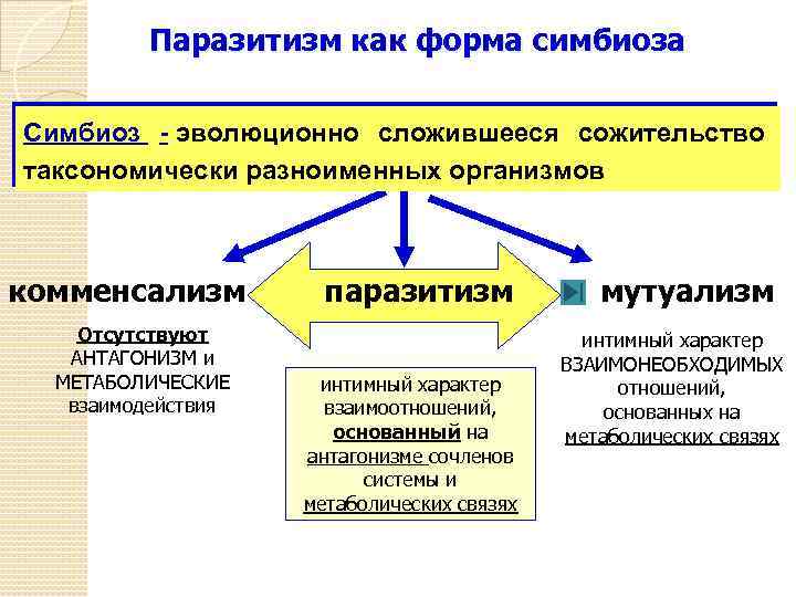 Паразитизм как форма симбиоза Симбиоз - эволюционно сложившееся сожительство таксономически разноименных организмов комменсализм Отсутствуют