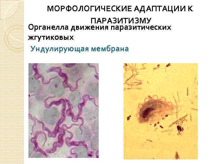 МОРФОЛОГИЧЕСКИЕ АДАПТАЦИИ К ПАРАЗИТИЗМУ Органелла движения паразитических жгутиковых Ундулирующая мембрана 