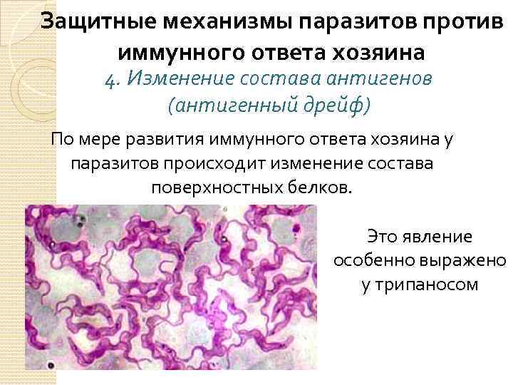 Защитные механизмы паразитов против иммунного ответа хозяина 4. Изменение состава антигенов (антигенный дрейф) По