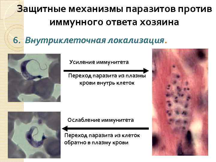 Защитные механизмы паразитов против иммунного ответа хозяина 6. Внутриклеточная локализация. Усиление иммунитета Переход паразита