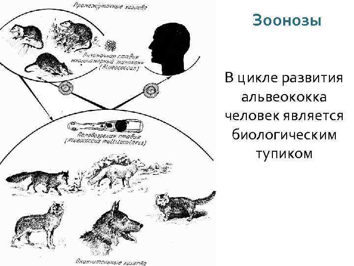 Зоонозы В цикле развития альвеококка человек является биологическим тупиком 