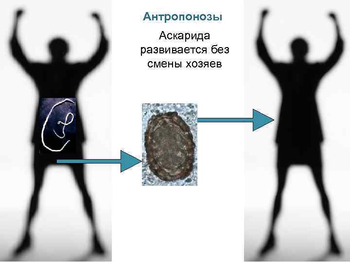 Антропонозы Аскарида развивается без смены хозяев 