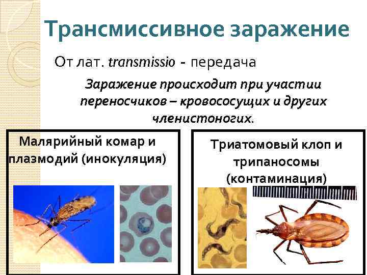 Трансмиссивное заражение От лат. transmissio - передача Заражение происходит при участии переносчиков – кровососущих