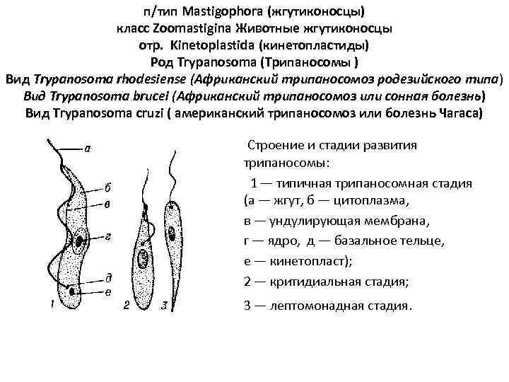 п/тип Mastigophora (жгутиконосцы) класс Zoomastigina Животные жгутиконосцы отр. Kinetoplastida (кинетопластиды) Род Trypanosoma (Трипаносомы )