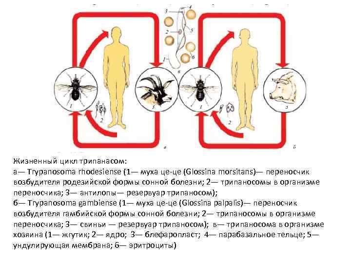 Жизненный цикл трипанасом: а— Trypanosoma rhodesiense (1— муха це-це (Glossina morsitans)— переносчик возбудителя родезийской